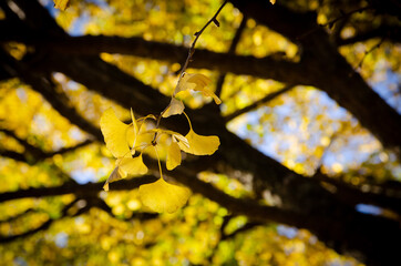 ginkgo
