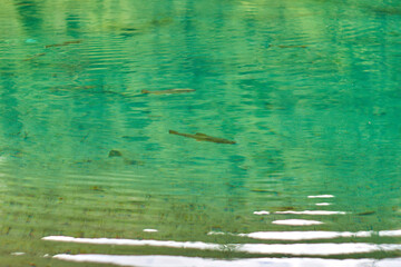 Klarer Bergsee mit Fischen