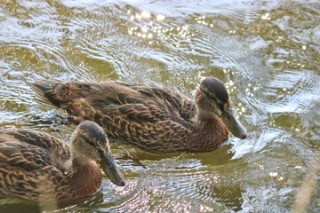 Matured mallard ducklings swim in the water of the lake. Wild birds.