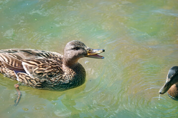 Matured mallard ducklings with their mother-duck swim in the water of the lake. The mother duck gives alarm signals. Wild birds.