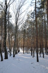 Winter landscape, path in the forest. Footpath in winter wood. Winter landscape with trees in the snowdrifts, the ground covered by snow.