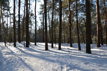 Beautiful winter forest. Trees covered with snow on frosty day. Beautiful winter panorama