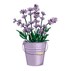 iron bucket of lavender. Vector graphics. EPS format