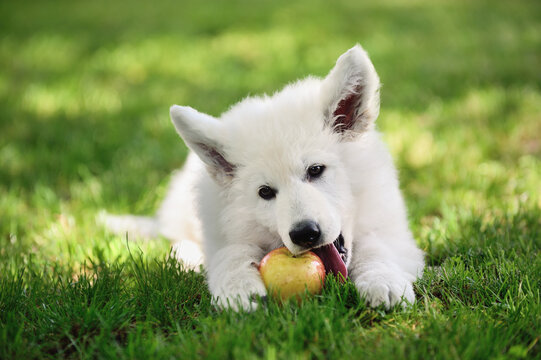 White Swiss Shepherd dog is happy eat apple