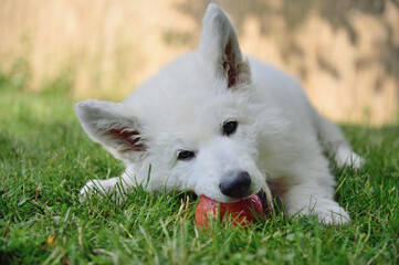 Fototapeta premium White Swiss Shepherd dog is happy eat apple