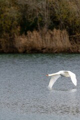 view of flight of swan