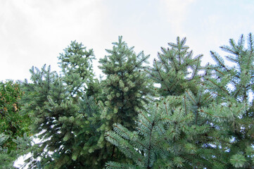 Fototapeta premium Green fir tree branches bottom view with sky background