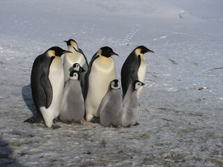 Obraz na płótnie Canvas Emperor penguins flock Antarctica snow ice blue sky