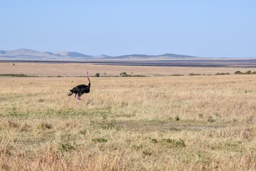 portrait of ostrich in the savannah