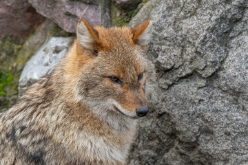 Close up of Golden Jackal Canis Aureus