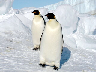 Obraz premium Emperor penguins flock Antarctica snow ice blue sky