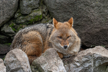 Close up of Golden Jackal Canis Aureus