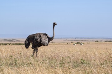 portrait of ostrich in the savannah