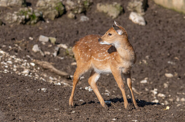 Female Vietnamese Sika Deer (Cervus nippon pseudaxis)