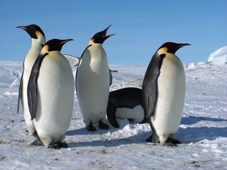 Naklejka na ściany i meble Emperor penguins flock Antarctica snow ice blue sky