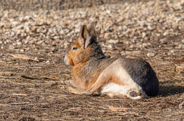 Close-up portrait of Patagonian mara (Dolichotis patagonum)