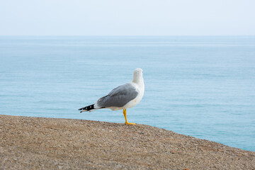 Gaviota