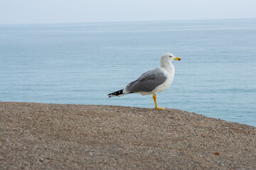 Gaviota