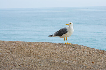 Gaviota