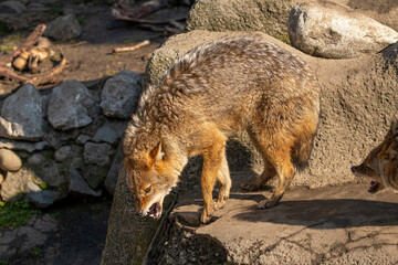 Close up of Golden Jackal Canis Aureus