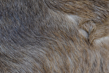 focus of cat hair