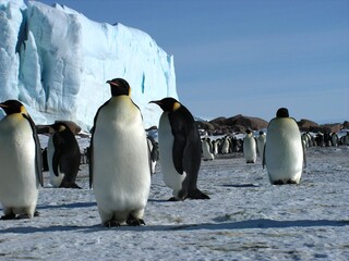 Obraz premium Emperor penguins flock Antarctica snow ice blue sky