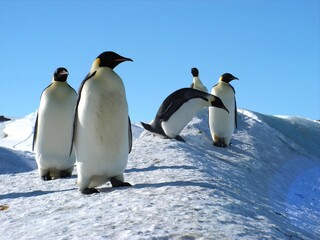Fototapeta premium Emperor penguins flock Antarctica snow ice blue sky