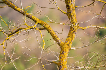 dried tree branches. yellow textured tree branches.
