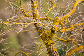 dried tree branches. yellow textured tree branches.
