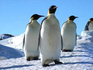Obraz premium Emperor penguins flock Antarctica snow ice blue sky