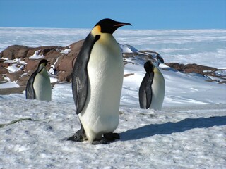 Naklejka na ściany i meble Emperor penguins flock Antarctica snow ice blue sky