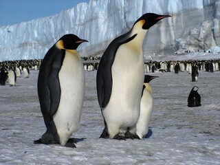 Fototapeta premium Emperor penguins flock Antarctica snow ice blue sky