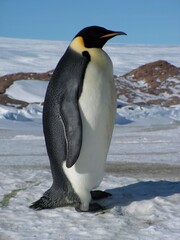 Fototapeta premium Emperor penguins flock Antarctica snow ice blue sky