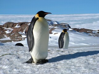Fototapeta na wymiar Emperor penguins flock Antarctica snow ice blue sky