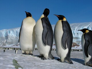 Fototapeta premium Emperor penguins flock Antarctica snow ice blue sky
