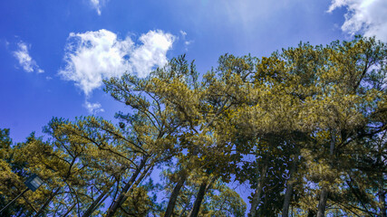 sky and trees