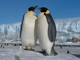Obraz premium Emperor penguins flock Antarctica snow ice blue sky