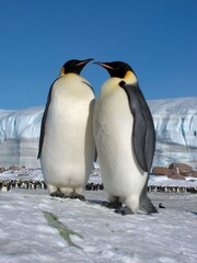 Emperor penguins flock Antarctica snow ice blue sky