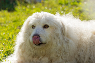 Portrait of beautiful happy white dog