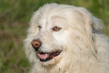 Portrait of beautiful happy white dog