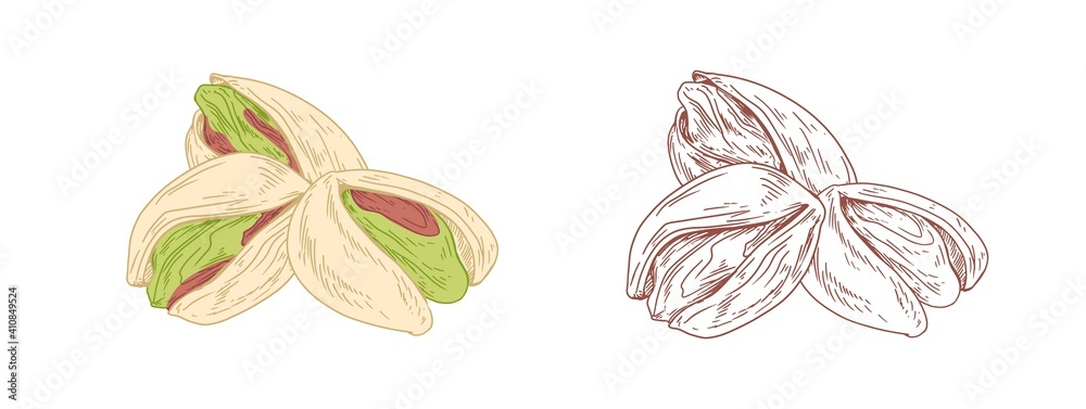 Aufkleber Colored pistachio nuts and unpainted outlined sketch of pistaches fruits. Green kernels in nutshells. Hand-drawn vector illustration in retro style isolated on white background