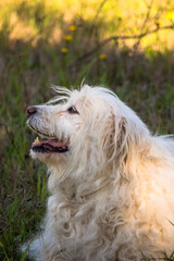 Portrait of beautiful happy white dog