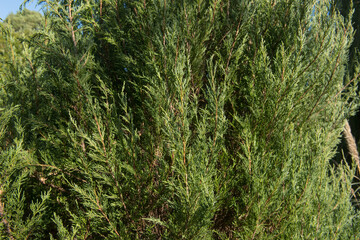 Winter Foliage of an Evergreen Conifer Rocky Mountain Juniper (Juniperus scopulorum 'Skyrocket') Growing in a Woodland Garden in Rural Devon, England, UK