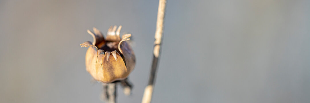 Close Up Of A Dry Seed Container Of Some Meadow Flower In Winter