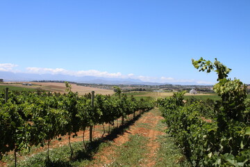 Fototapeta na wymiar Rows of vineyards in a beautiful landscape