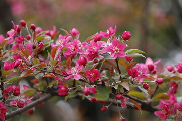 Branch of a Blooming Tree in Pink