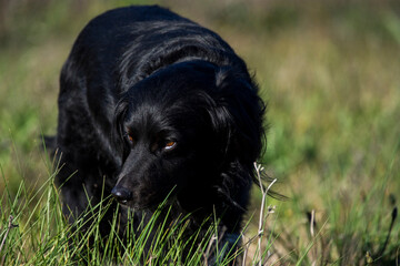 Portrait of a beautiful Black dog happy sitting on green grass on a sunny day