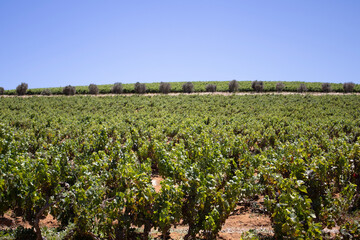 Rows of vineyards in a beautiful landscape