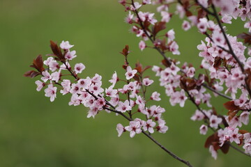 Branches of a Blooming Tree in Pink