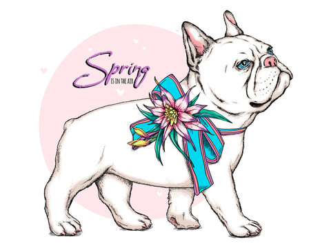 Cute french bulldog with bow and flowers. Spring is in the air illustration. Stylish image for printing on any surface	
